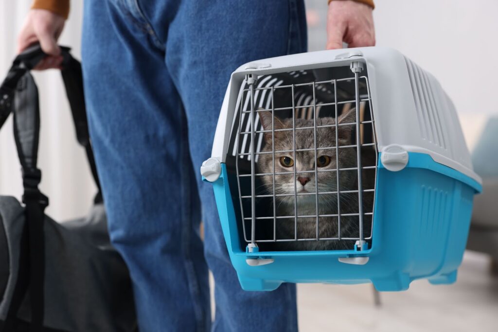 Person holding a light gray and white cat in a blue pet carrier with a metal grill.